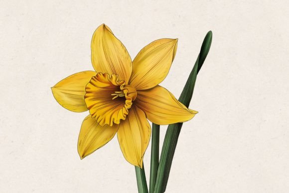 Download Yellow Daffodil Flower PNG - Daffodil flower Collection